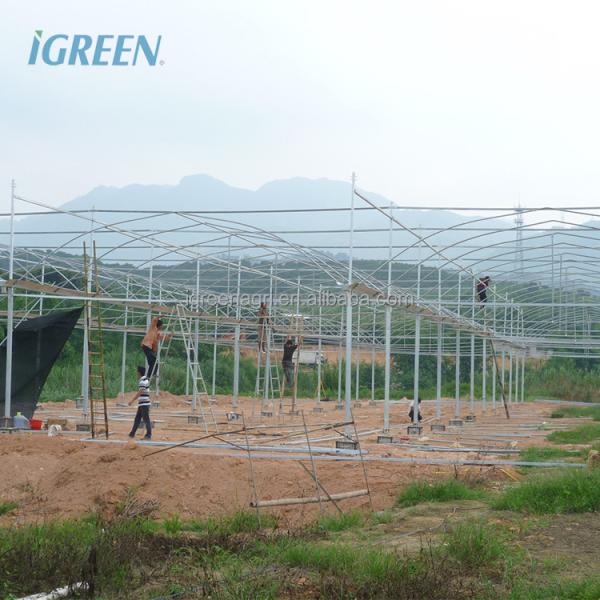 Multi-Span Agricultural Greenhouses Hot Climate Cover with 150/200micron Plastic Film