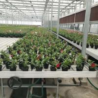 7.5 Length Greenhouse Rolling Tables Up To 500 N/M2 Bearing Capacity W × L 4 × 8