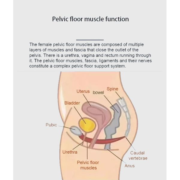 EMS Pelvic Chair Pelvic Floor Muscle Strenthening High-Intensity Focused Electromagnetic Urinary Incontinence Treatment