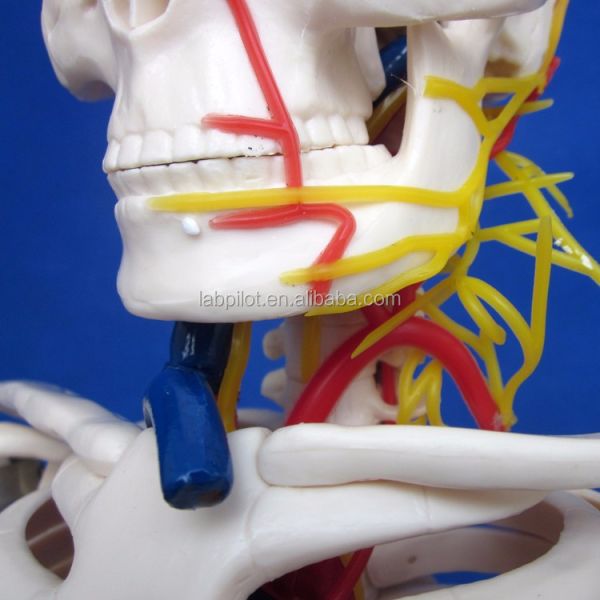 Medical Science Advanced PVC Human Skeleton Model with Nerves and Blood Vessels HOT 85cm