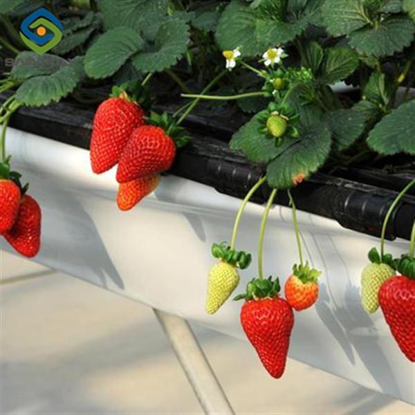 Single Span Commercial Greenhouse Kits Plastic Film Tunnel Greenhouse Stable Structure