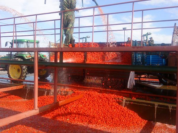 Linha de processamento de alta capacidade do doce do tomate do fruto fresco de 6.5t/H