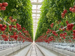 Customization Hydroponic System Greenhouse With Rolling Benches