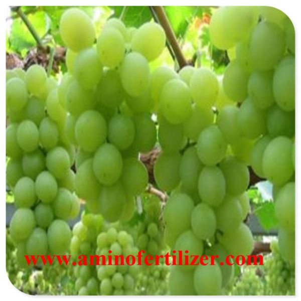 Fertilizante em pó com aminoácidos potássio cálcio magnésio boro zinco para doces frutas