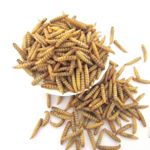 Originated in Dried Black Soldier Fly Insect with Dry And Crispy Texture