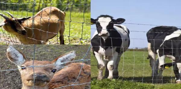Hog wire farm fencing, horse fencing,Factory Direct china rural farm fencing