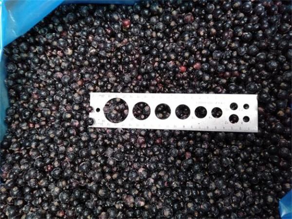2025 New Corp Top Quality Good Price IQF Frozen Black Currant Frozen Fruits
