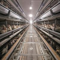 A bateria automática da galinha da camada do ovo prende o tipo equipamento de 3 séries H das séries 4 da alimentação de aves domésticas