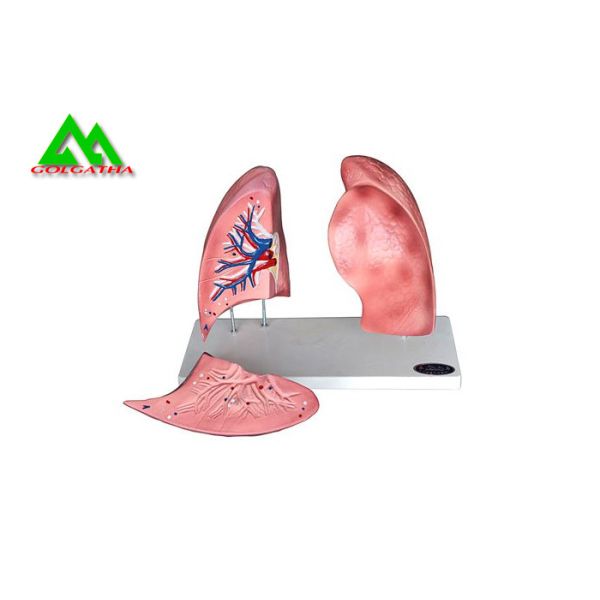 Professional Medical Teaching Models Human 3D Lung Model Natural Size