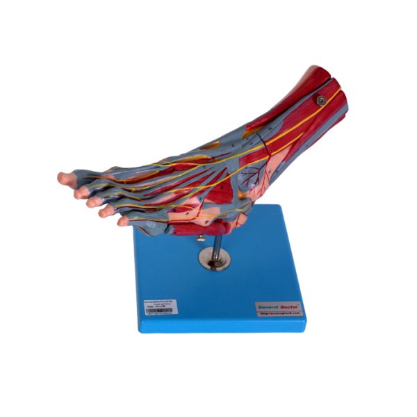 Foot Muscles Human Anatomy Model With Vessels Nerves