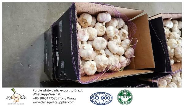 China garlic to Brazil
