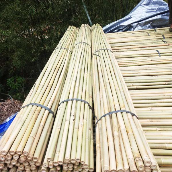 As varas de bambu do jardim natural para plantas em pasta dos tomates exteriores internos apoiam estacas