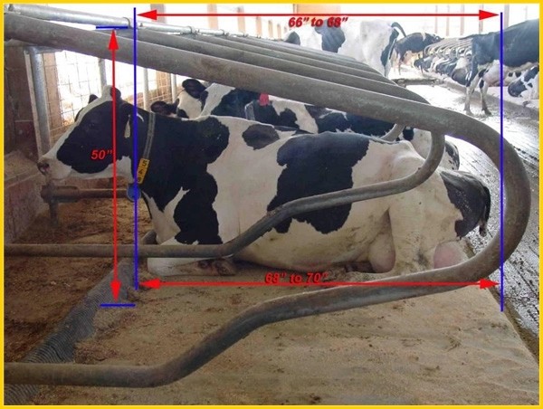 Стойла коровы нержавеющей стали 2 корозия бортового свободного анти-