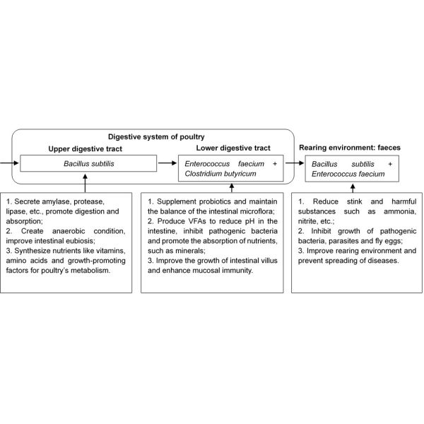 ISO 14.1 Billion Cfu/G Probiotics For Animal Zeolite Powder Carrier
