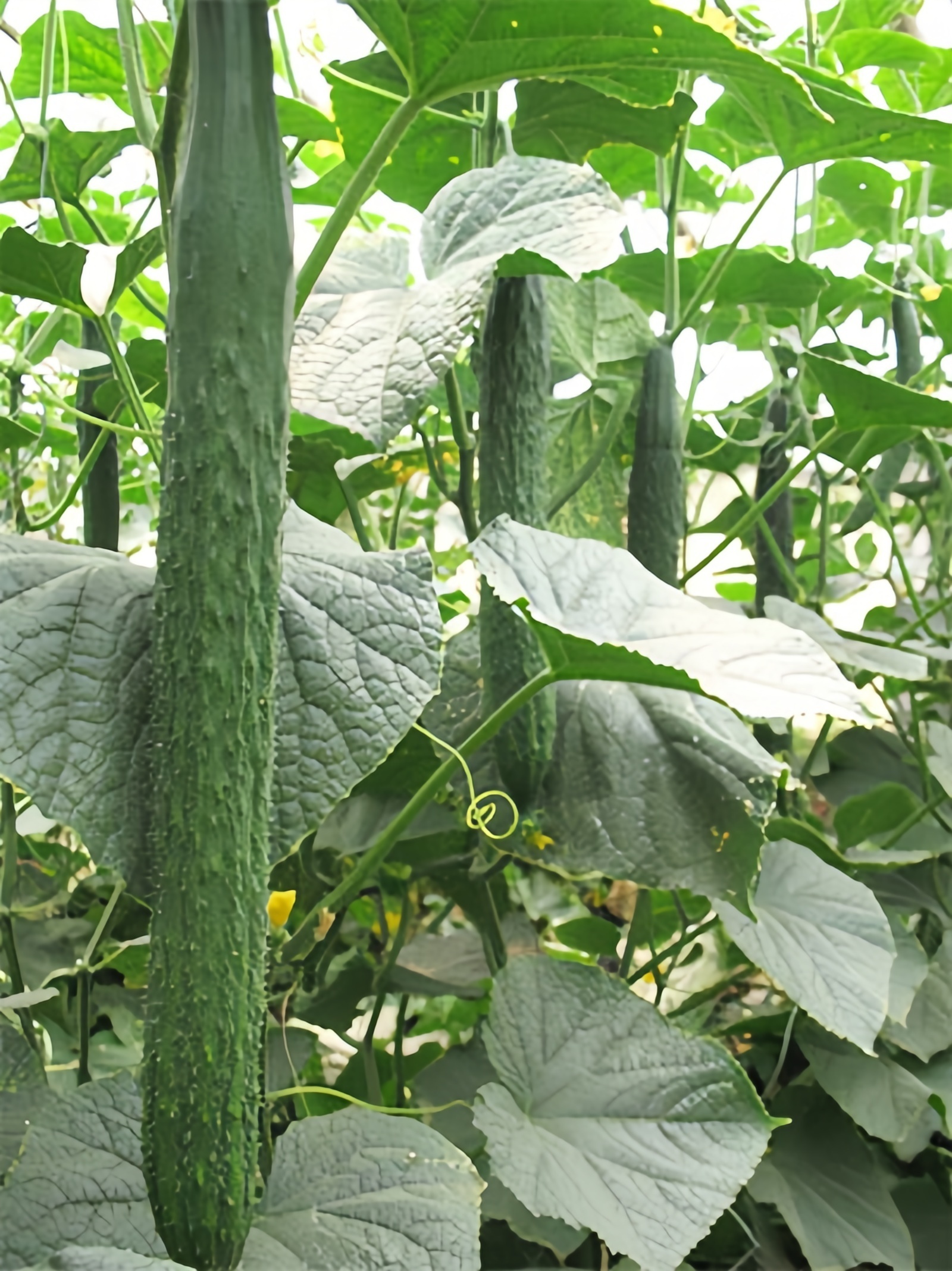 CU03 Greentop f1 hybrid cucumber seeds with stronger heat resistant ability, hybrid vegetable seeds for sale