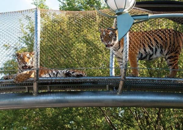 High Durability Stainless Steel Wire Rope Mesh For Zoo Big Cat Crossing