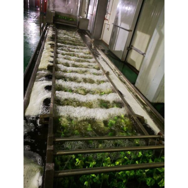 Crop IQF Frozen Broccoli And Frozen Vegetables Quick Frozen Foods