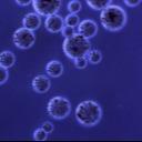 Agrose Protein A Magnetic Beads For Protein Purification 10% Volume Ratio 500 mL