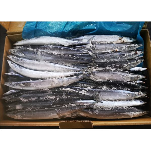 Вся сайра круга #2 BQF замерзая замороженная Тихая океан