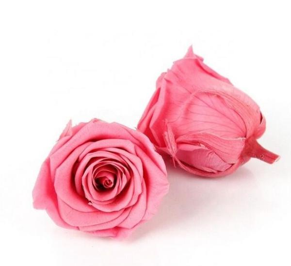 Rosa preservada decorativa dirige a aparência bonita que mantém a memória eterna