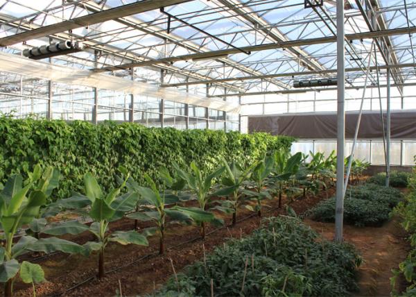Agriculture Light Deprivation Blackout Greenhouse Good Thermal Insulation For Mushroom