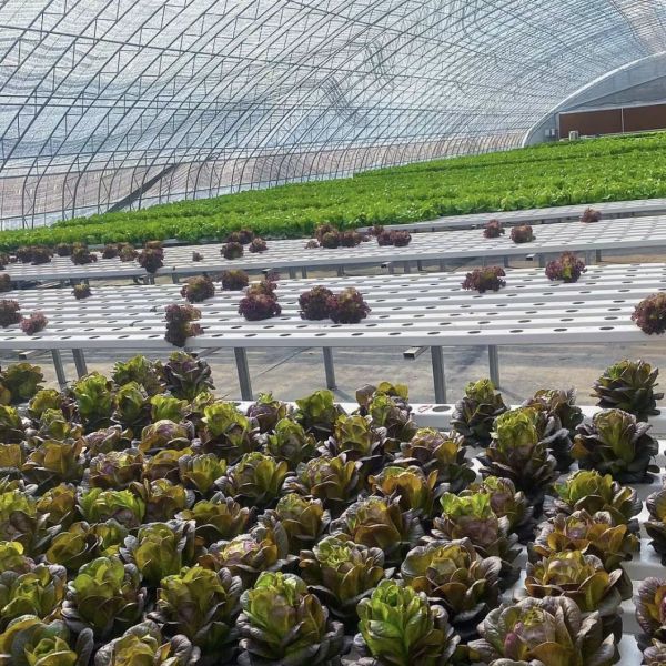 Aquaculture Made Easy with Seeding Breening Sunlight Greenhouse 30-Day Return Refunds