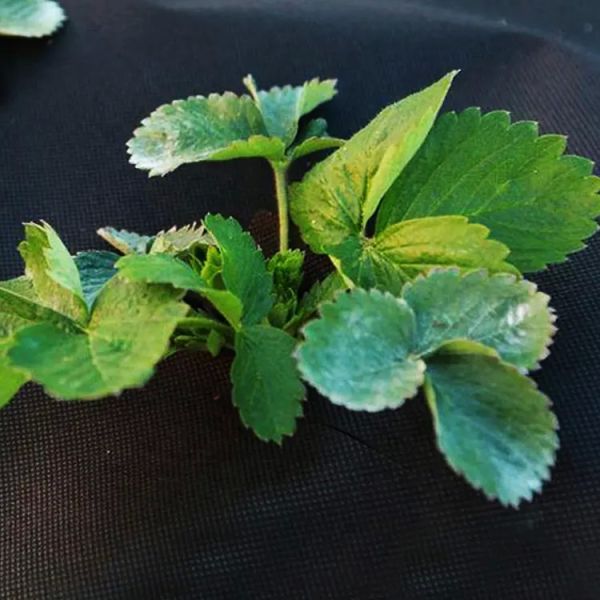 OEM ODM Мембрана покрытия земли, ветроустойчивая ткань из сорняков