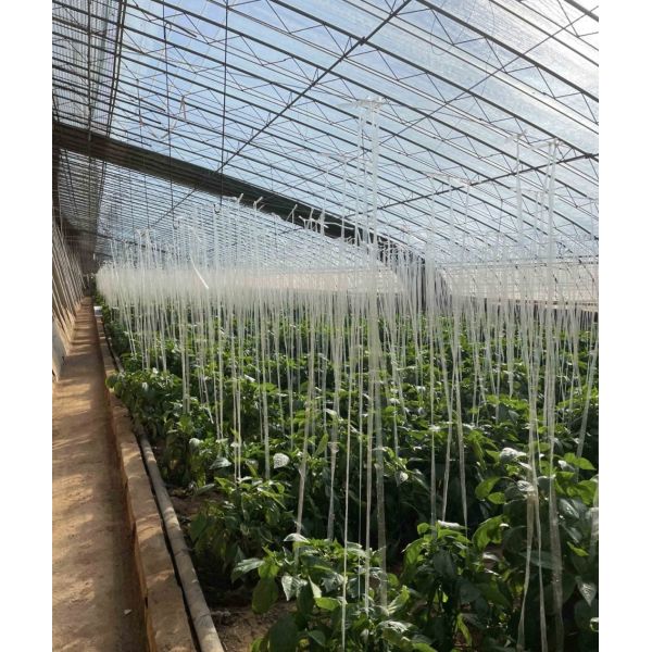 Аркированная крыша Аквакультура Растительная пленка Солнечный свет Теплица для цветка клубники США