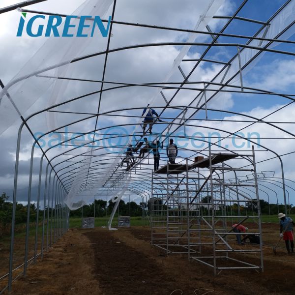 Umbrella Shape Single-Span Large Agriculture Prefab Greenhouse with Hot Dipped Galvanized Steel Frame PE Material