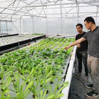 Système hydroponique DWC à température contrôlée à haute densité pour la plantation intensive de légumes