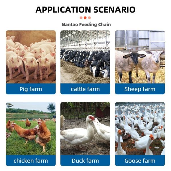 Livestock Feeding Equipment Automatic Feeding Disc Chain