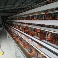 Sistema automático da limpeza do estrume da gaiola das aves domésticas do metal de 3 séries