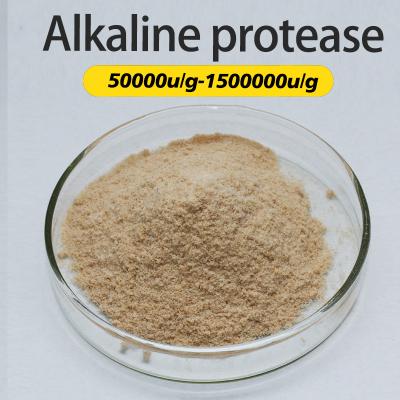Proteolytique Aliments Protéase alcaline 300000u/g Pour l'alimentation des protéines et la médecine