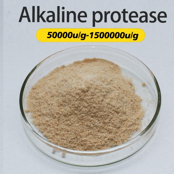 Proteolytique Aliments Protéase alcaline 300000u/g Pour l'alimentation des protéines et la médecine