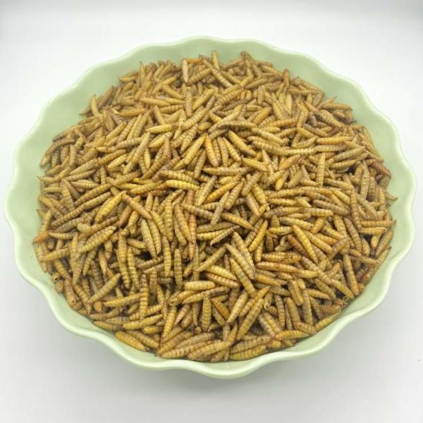 Dry Crispy Texture Freeze Dried Black Soldier Fly Larvae 3-5cm