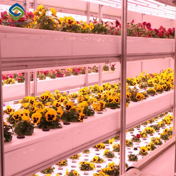 Transparent Large Commercial Greenhouse Agricultural Green House For Flowers