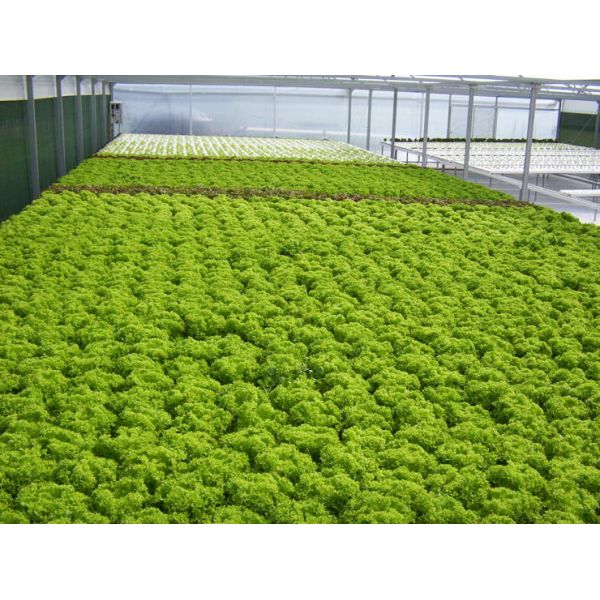 Vegetable Commercial Hydroponic Greenhouse / NFT Greenhouse Less Pests Diseases