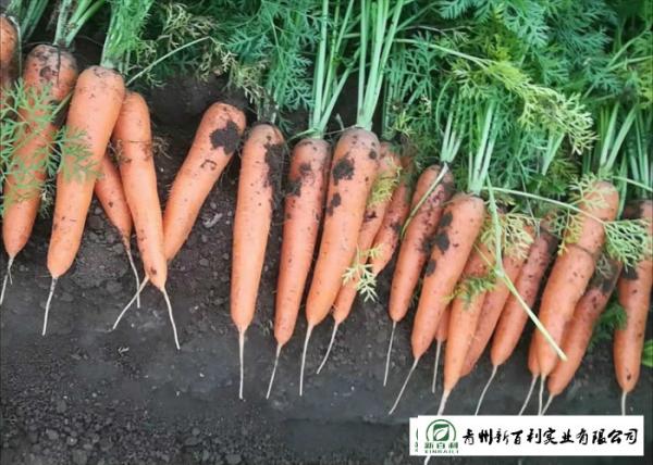 Japan Standard Fresh Organic Carrots Own Plantation Supply To Supermarket