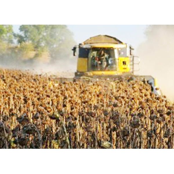 10% Max Moisture Oil Extraction Dried Sunflower Kernel