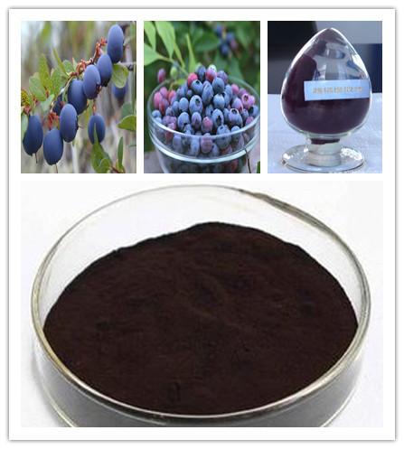 factory supply pure natural organic bilberry extract,anthocyanidins 25%
