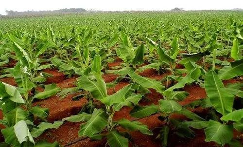 Pó natural do adubo do ácido aminado para o magnésio do quelato do crescimento de plantas