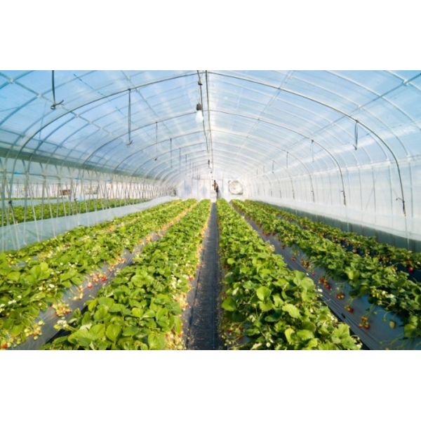 Professional Insect Mesh Netting , Insect Protection Mesh ISO9001 Standard