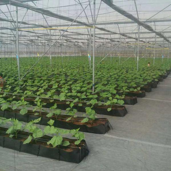 Sistema de cultivo sem solo PP Cultivo através de um canal de coleta através de um canal de cultivo preto Tomates rosas pepinos