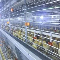 Diámetro de alambre del marco 2.0-3.0m m de Chick Cage H del bebé de la gallina clueca de la batería