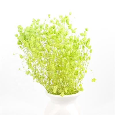 A respiração secada bonita eterna dos bebês das flores das decorações da casa preservou