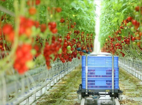 Climate Adjustable Plastic Film Greenhouse Heat Resisting Anti Freezing Moisture Proof