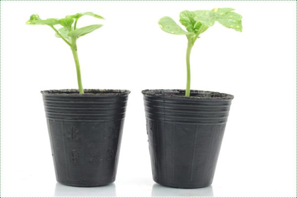 Cultivo da plântula potenciômetro Thermoformed do berçário de 4 polegadas borda aumentada 7 galões