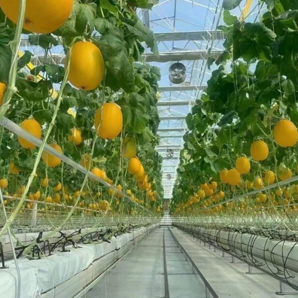 Affordable Commercial Greenhouse for Vegetables or Flowers Samples US 20/Square Meter