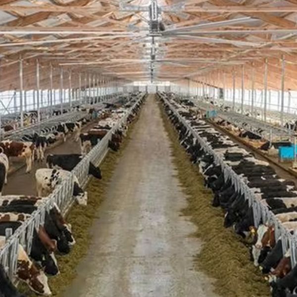Easy Install Prefabricated Cattle Diary Farming Barn Cow Hangar Shed Steel Structures
