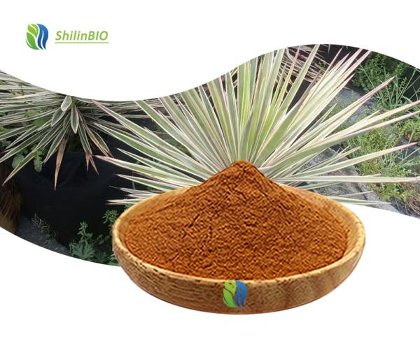 Yucca Root Extract Yucca Saponin